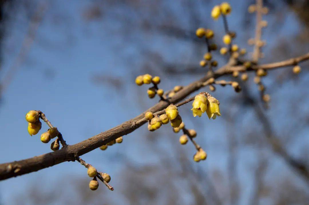 西安腊梅已上线!这份寻香攻略你值得收藏