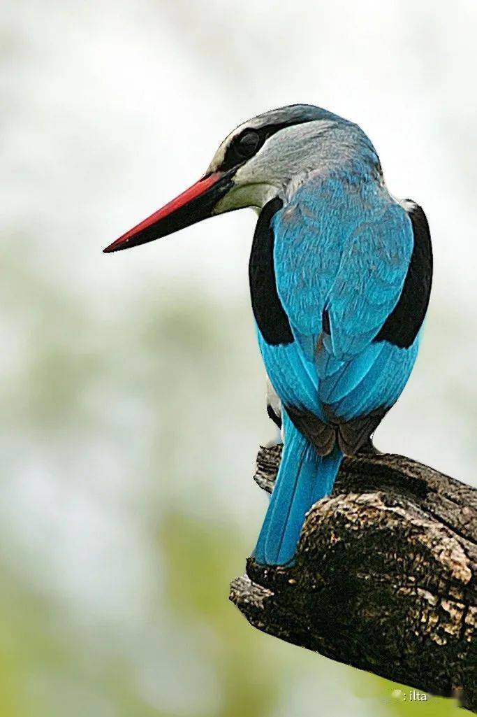 世界上的翠鸟一翡翠