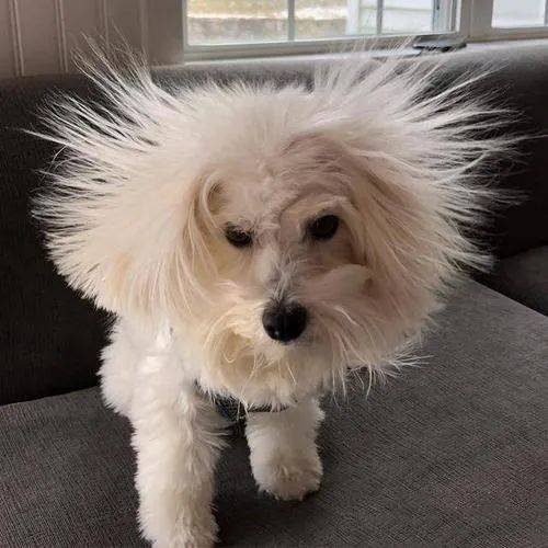 我的妈呀,你怎么静电成这副狗样了!