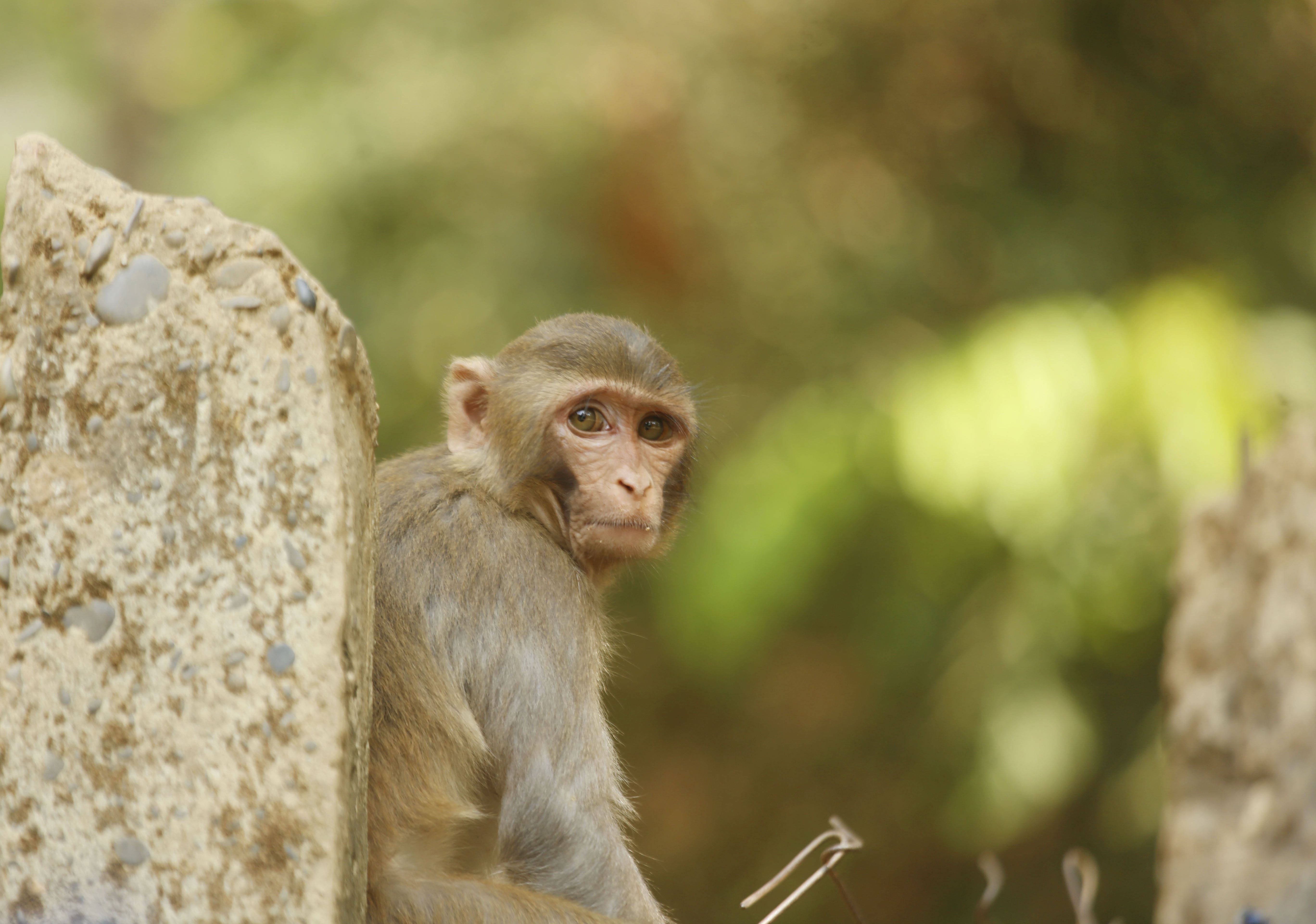 缅甸:疫情肆虐 猴子挨饿