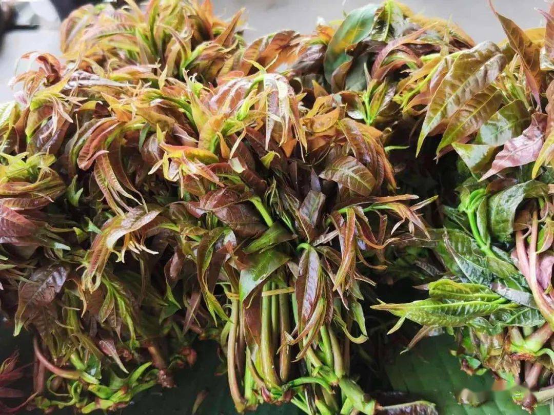 春天的这些野菜 你都见过吗 芒市