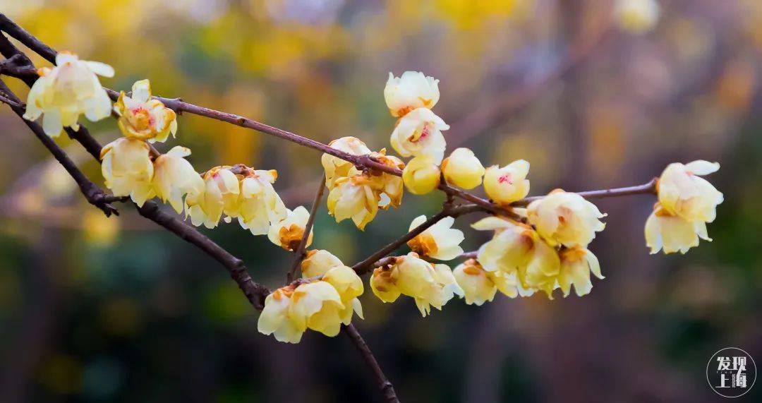 最好看的五种梅花 2574fe0dc0ab49188b510848a3fff954.jpeg