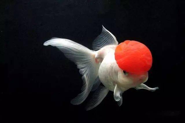 品鉴 | 56种红白金鱼,被古人集成图谱,以为乐趣!