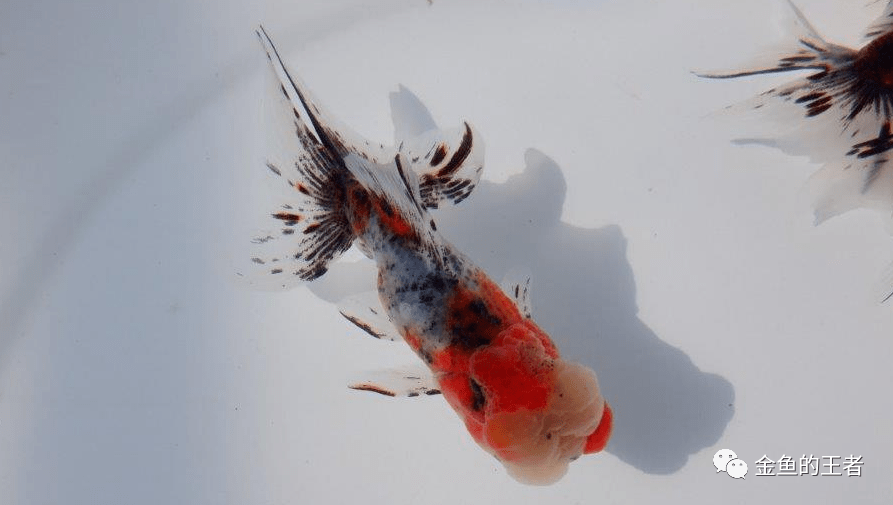 品鉴最早由荷兰人带到日本的金鱼品种瘦长身平阔尾游姿十分飘逸