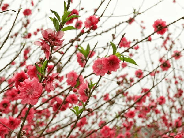 面積一百餘畝,種植各種桃花三千餘棵