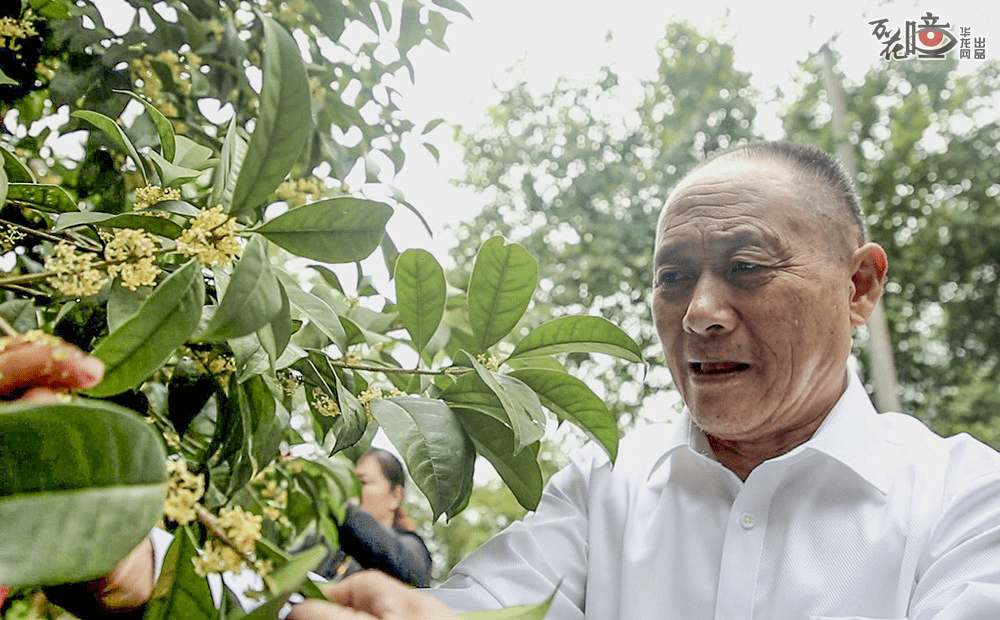 storyabout77yearoldfatherdaughterandosmanthuswine