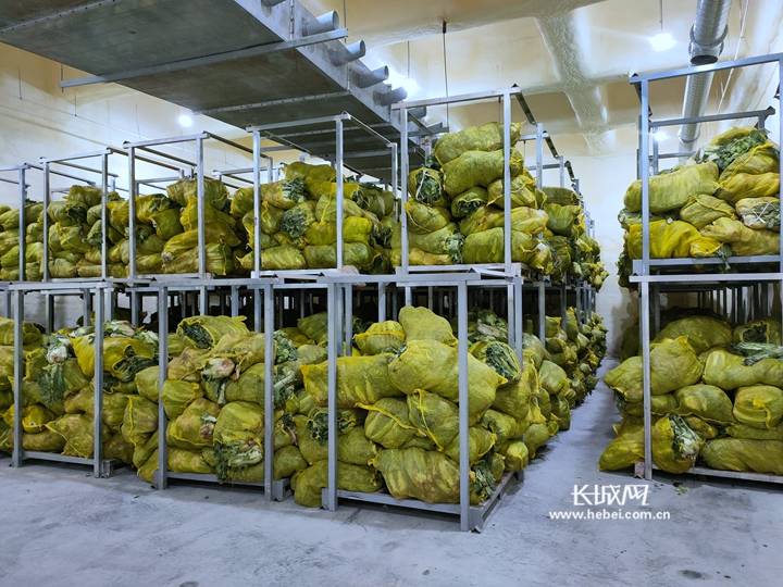 惠康食品储备300吨大白菜保障石家庄市民"菜篮子"