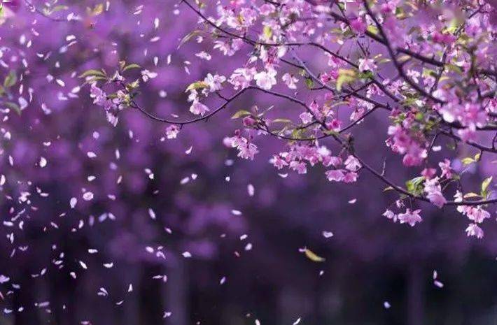 朗诵落花如雨思念成河