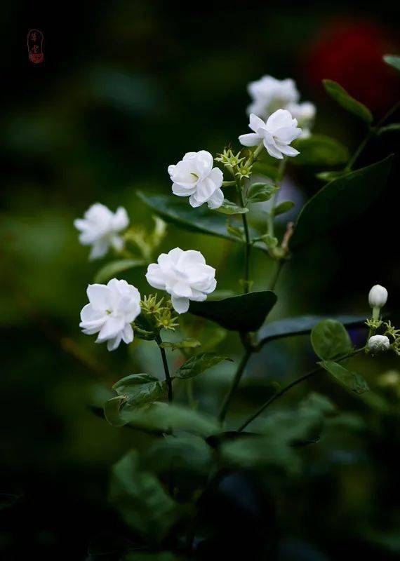 kenny g《jasmine flower