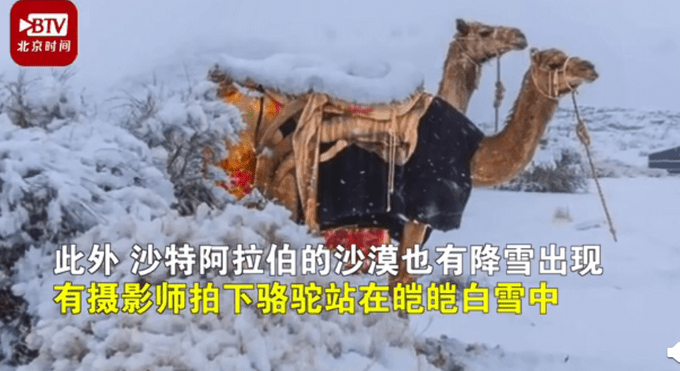 罕见！骆驼在撒哈拉沙漠雪中漫步，网友：沙漠都能留住雪花了？