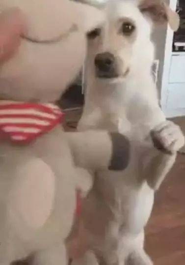 田園犬過生日，主人給它准備了一個大驚喜，狗狗的表現太暖心！ 萌趣萌寵 第1张