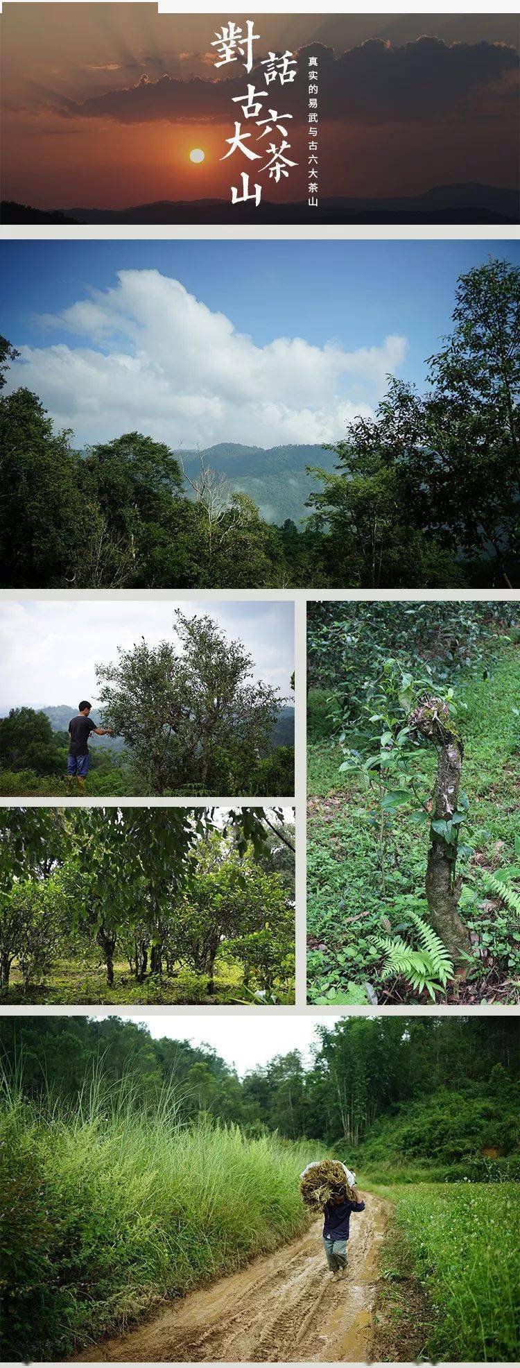 对话古六大茶山易武与古六大茶山