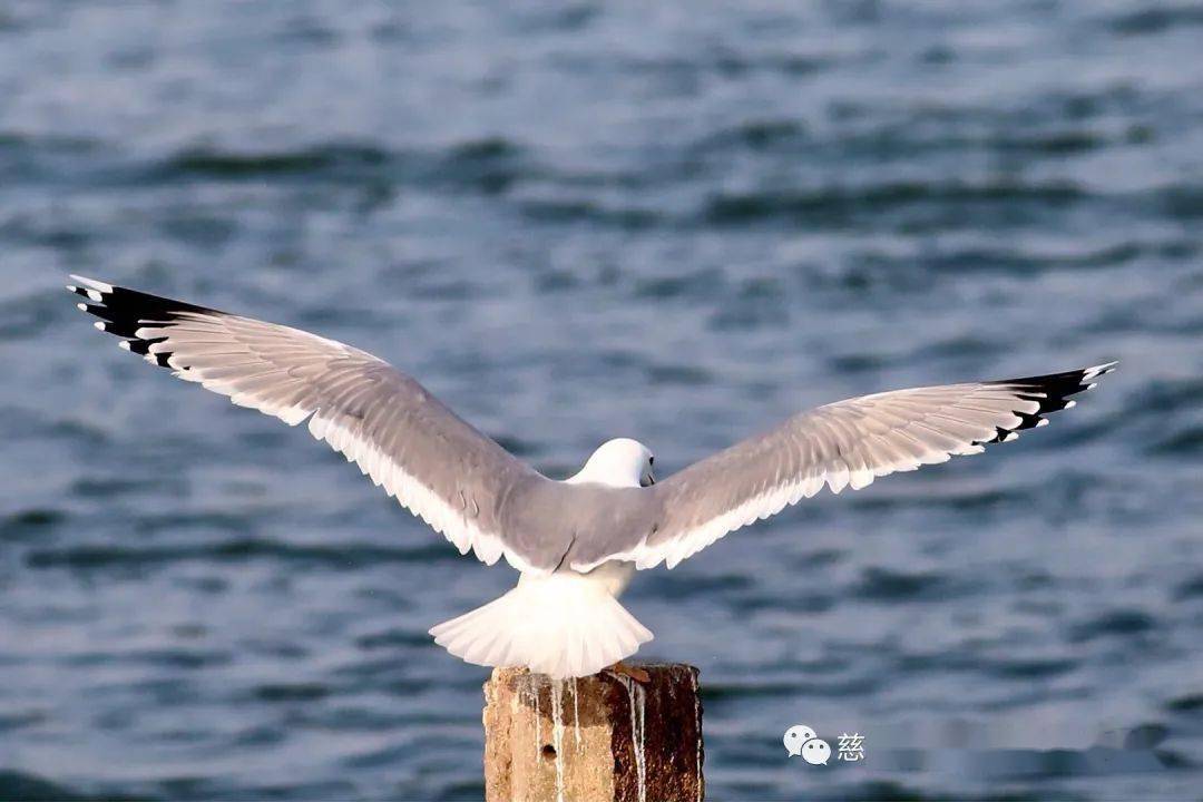 白鷺和各種海鴨像趕集一樣紛至沓來落在灘塗上四處覓食海鮮互相嬉戲熱