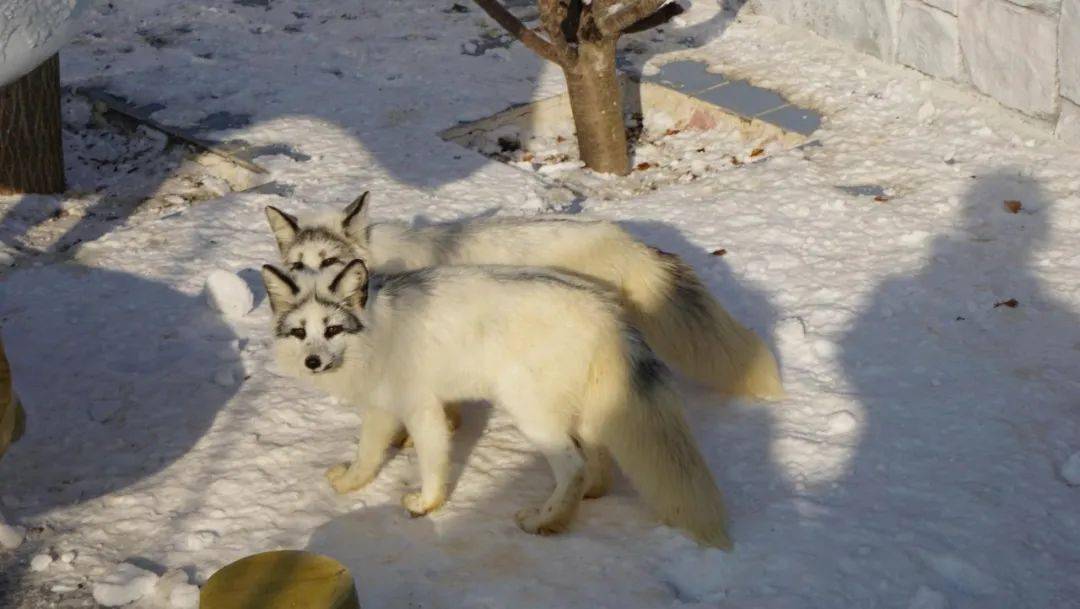 幻化魅影妩媚的北极狐和熊猫狐在雪中滚得满身是雪来自安第斯山脉的小