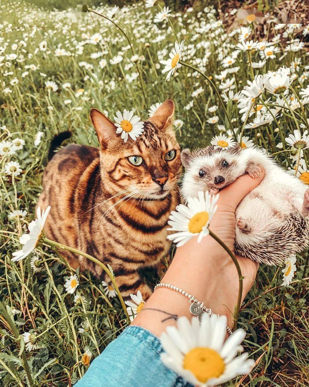 当小刺猬和小猫咪成为好朋友