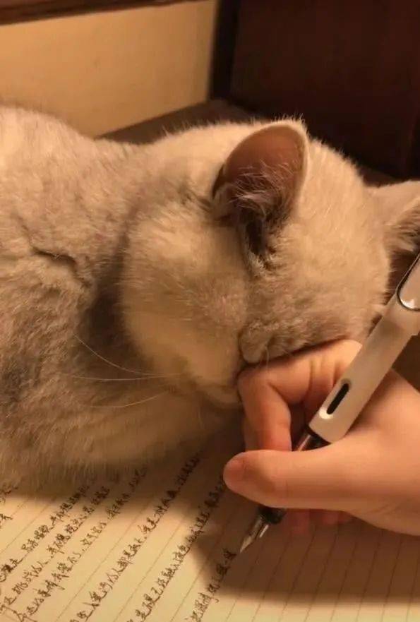 小猫陪主人写作业熬夜困得不行低头撒娇萌翻了