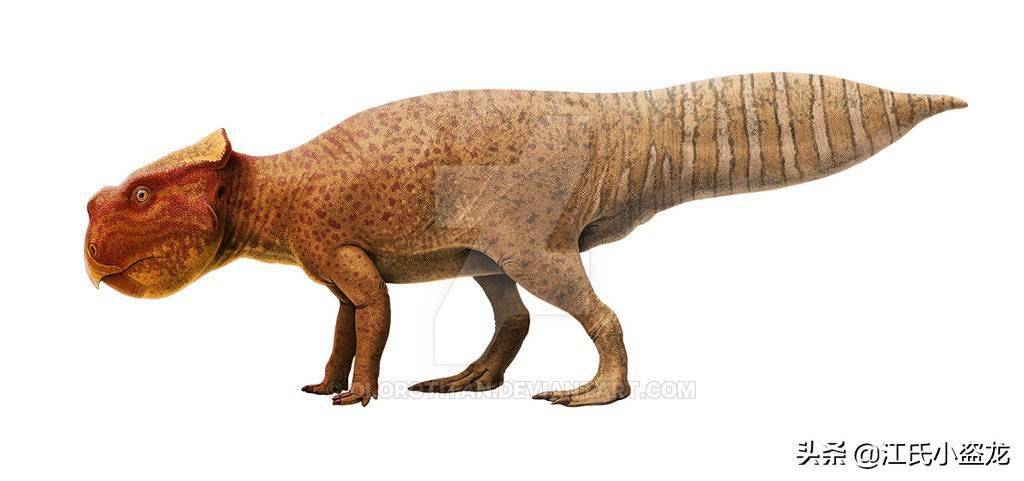 图注:奥伊考角龙与猫的体型对比,图片来自网络根据有限的化石,古生物