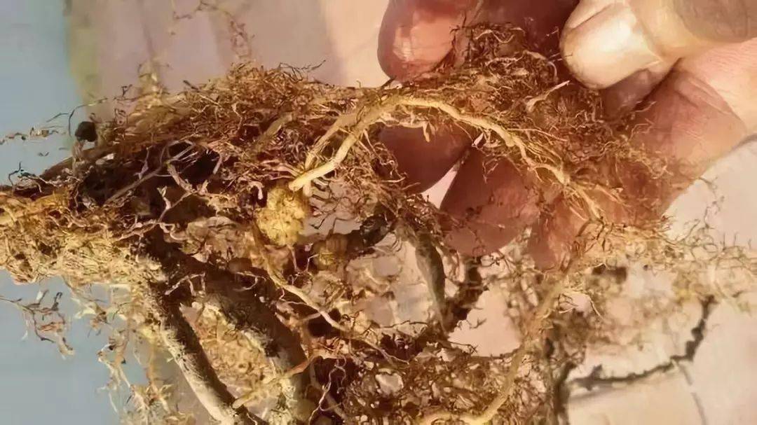 猕猴桃根结线虫这么治防治效果达到80以上附用药方案