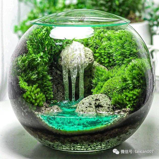 苔藓微景观,一篇文章就能秒懂所有知识!