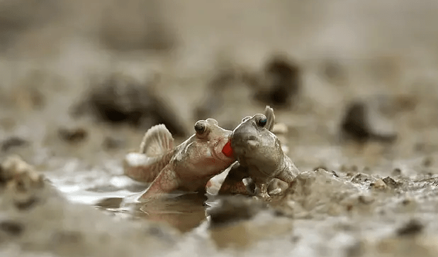 神奇动物在海洋五弹涂鱼会爬树能水陆两栖的海岸精灵