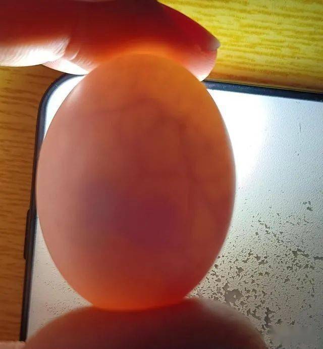 鸽子孵化18天照蛋图片图片