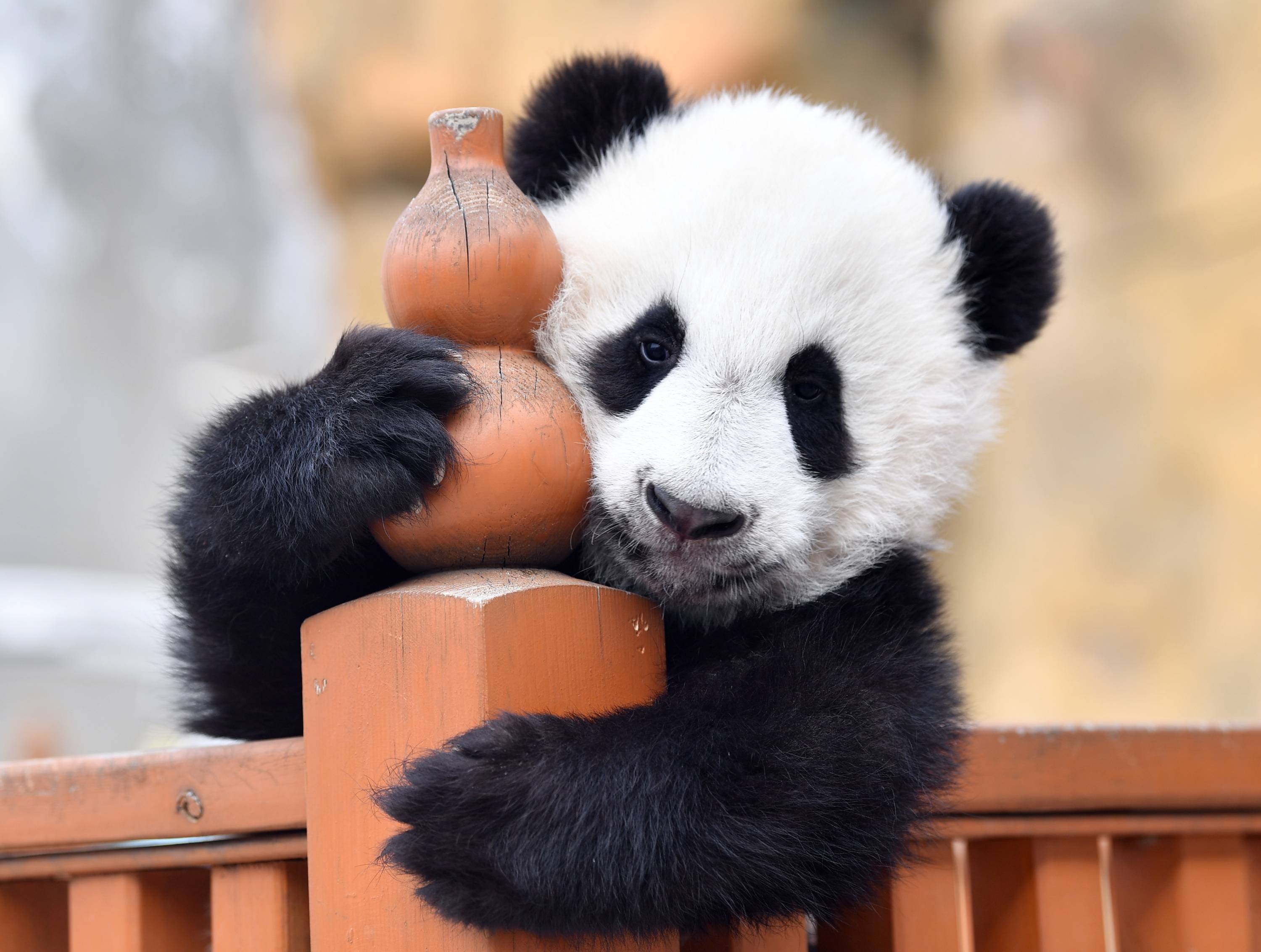 大熊猫宝宝健康成长_手机搜狐网