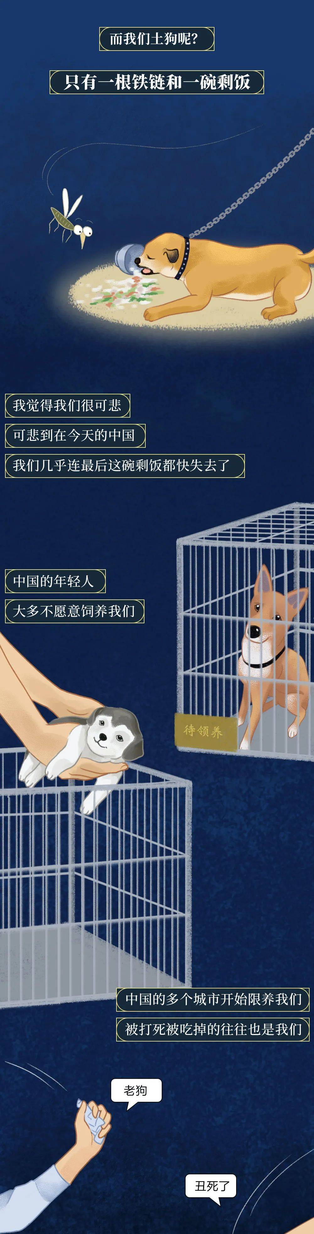 你憑什麼看不起中國土狗？ 萌趣萌寵 第9张