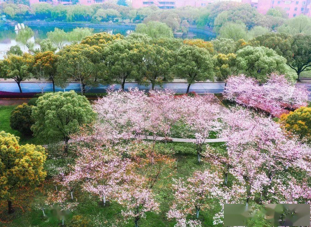 喜报!交大再获"上海市花园单位"称号,四季美景一键收藏