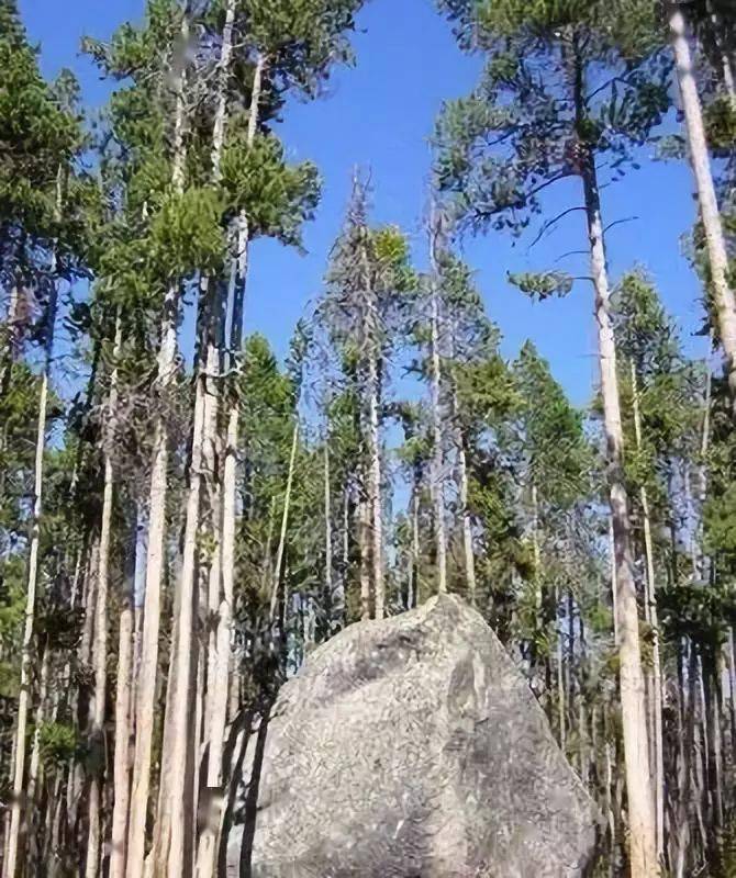 印度小叶紫檀大树图片图片