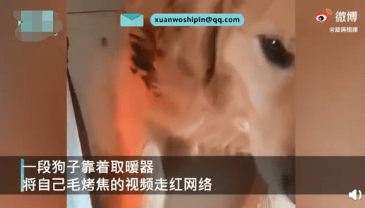 狗狗靠着电暖气取暖毛被烤焦！网友：差点真成热狗啦