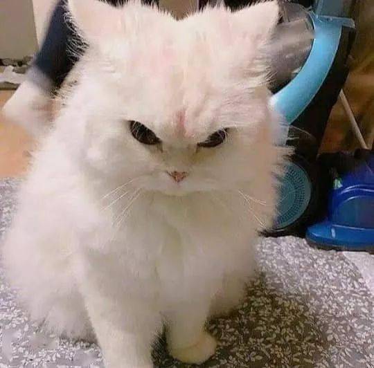 铲屎官竟然让小猫咪一秒变成愤怒的小兔几