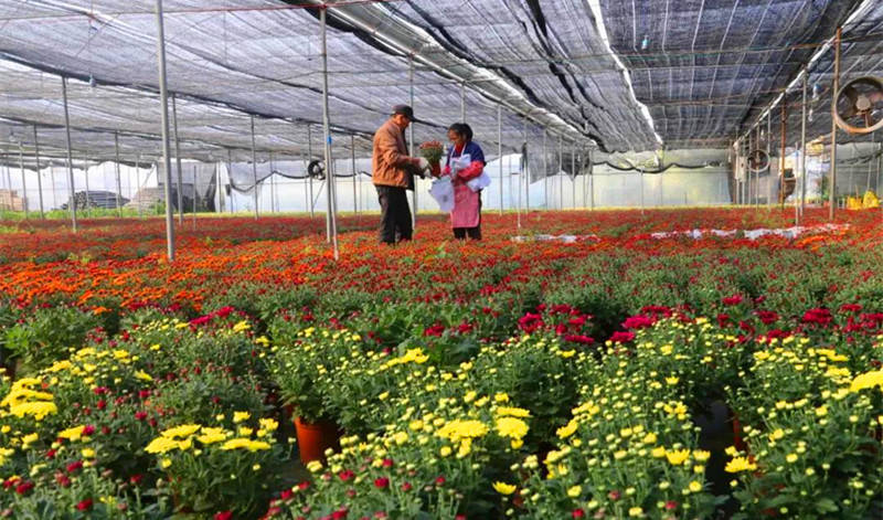 春节将至 广州从化将年宵花卖到"云端"_花卉