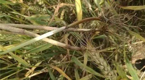 为一种复合侵染性病害,主要有假禾谷镰刀菌,禾谷镰刀菌,黄色镰刀菌等
