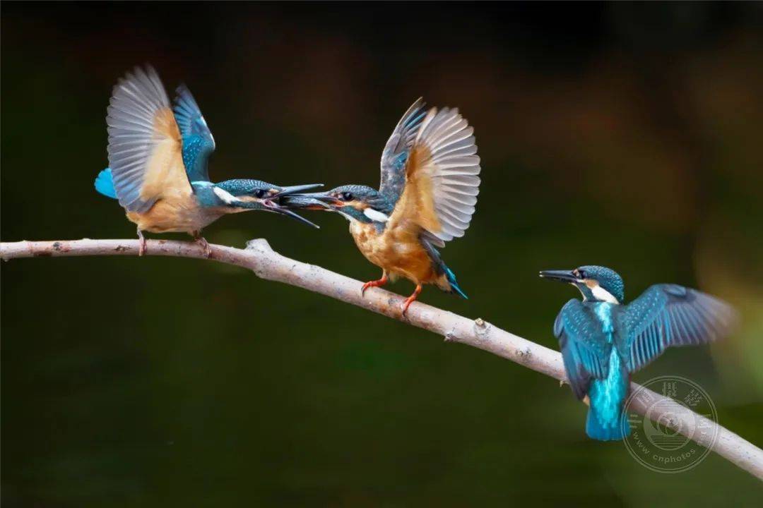 中国摄影网签约摄影师桂华田鸟韵