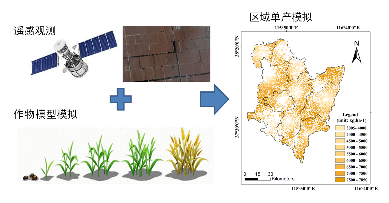 我国|作物估产如何更准确和定量化？我国科学家构建新算法