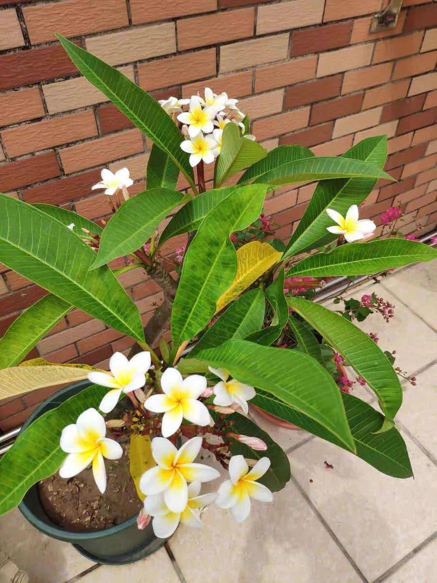 家里养盆鸡蛋花开花香又美能看又能泡茶喝养人又养心