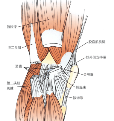 外侧副韧带位置图解图片