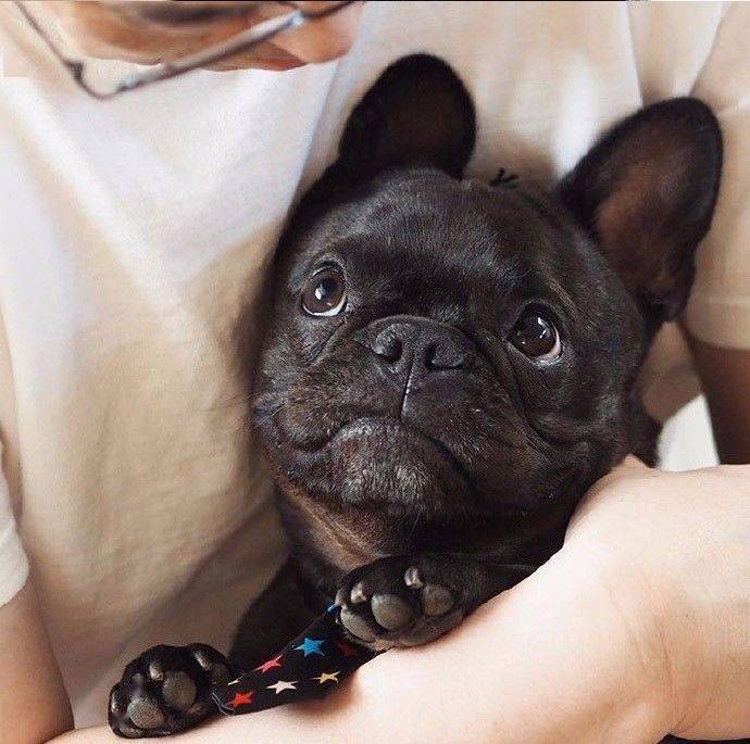 一只纯黑色的吃货小法斗,可爱又蠢萌