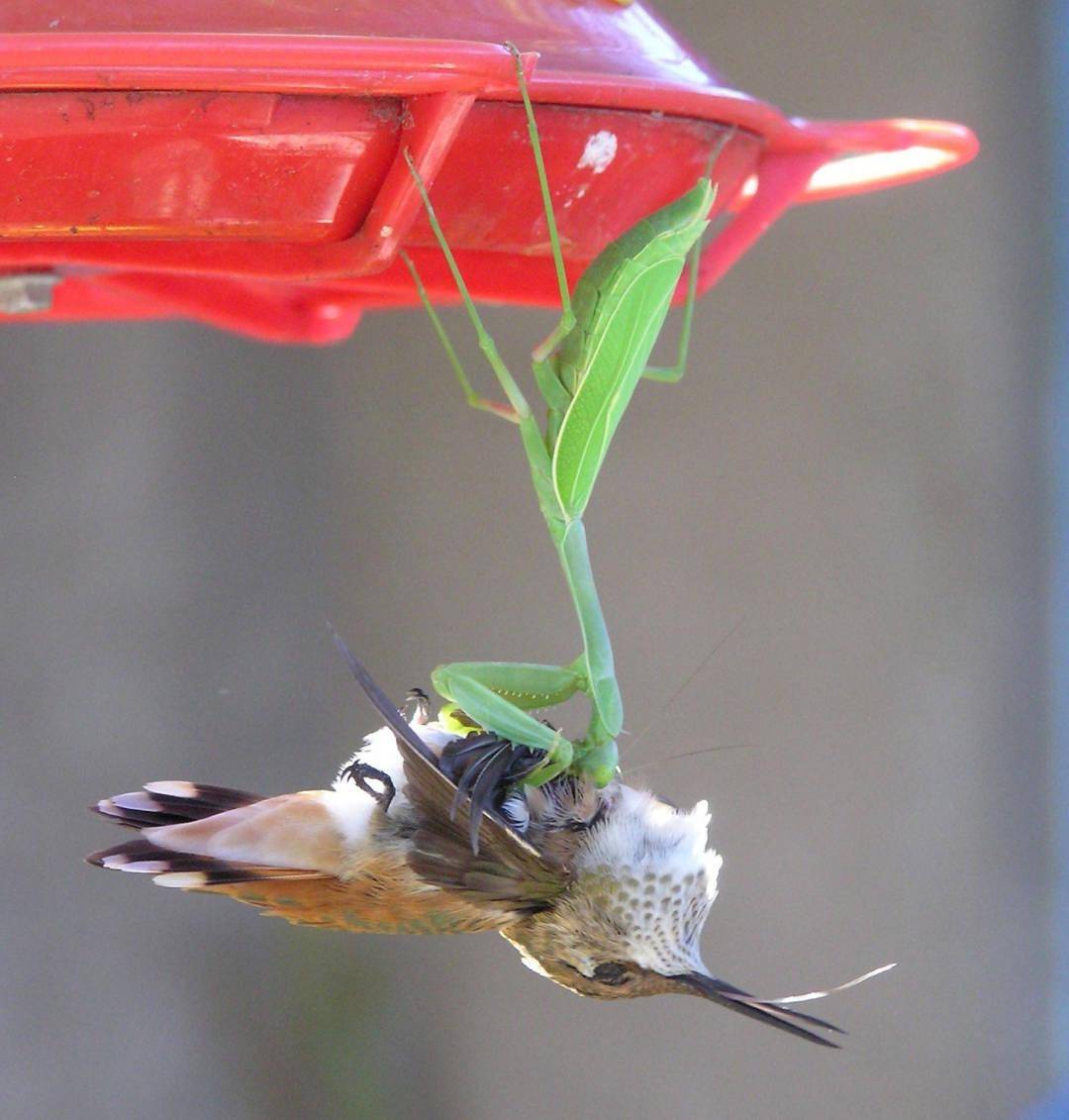 百只雄螳螂求偶活着离开的仅16只被吃掉的风险高达84