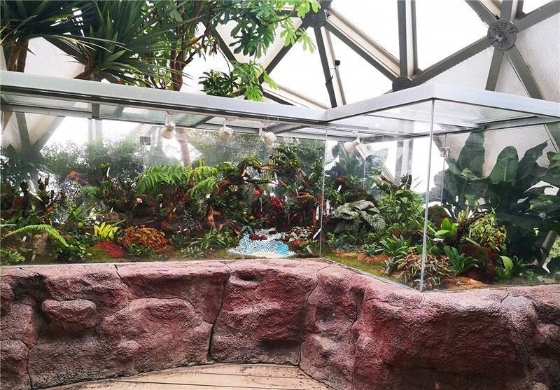 寒冬腊月也有“热带森林”辰山植物园兰花生态缸汇聚各地珍稀兰花