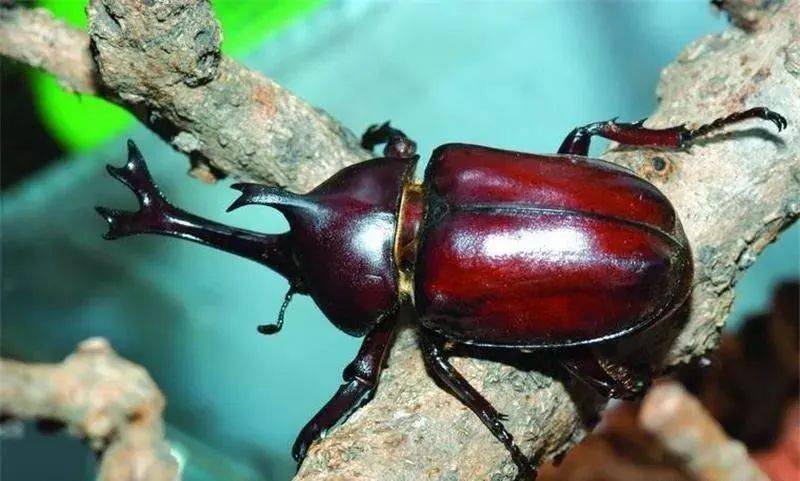 独角仙屎壳郎是属于昆虫类,它所分布的地区非常广泛,而它主要的职责就