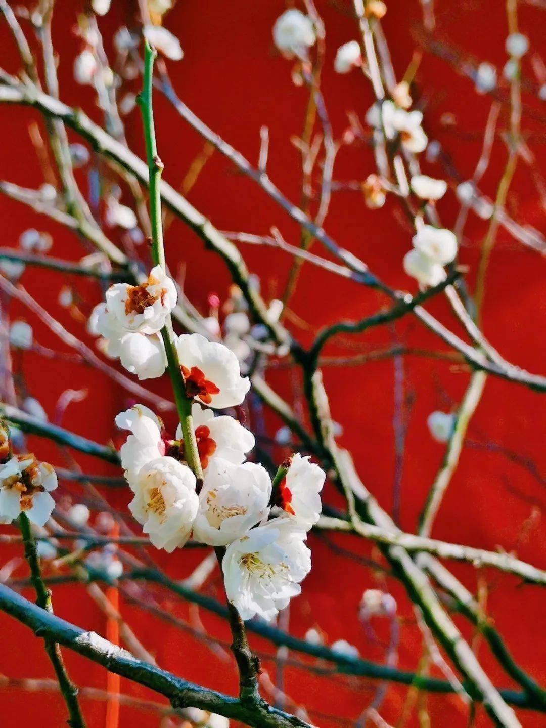 行摄云南冬日华亭寺红墙点白梅