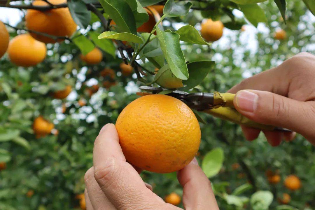 中国柑王德庆贡柑正宗山地果脆甜无渣口感出众皇帝都赞不绝口