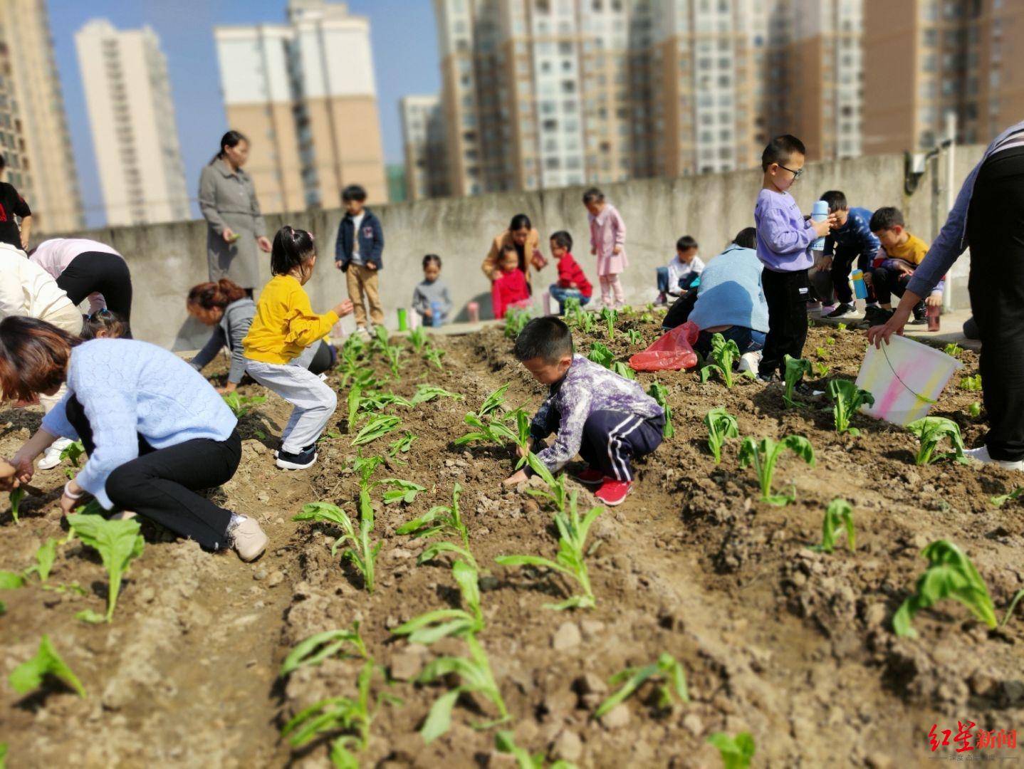 学生们参与种菜
