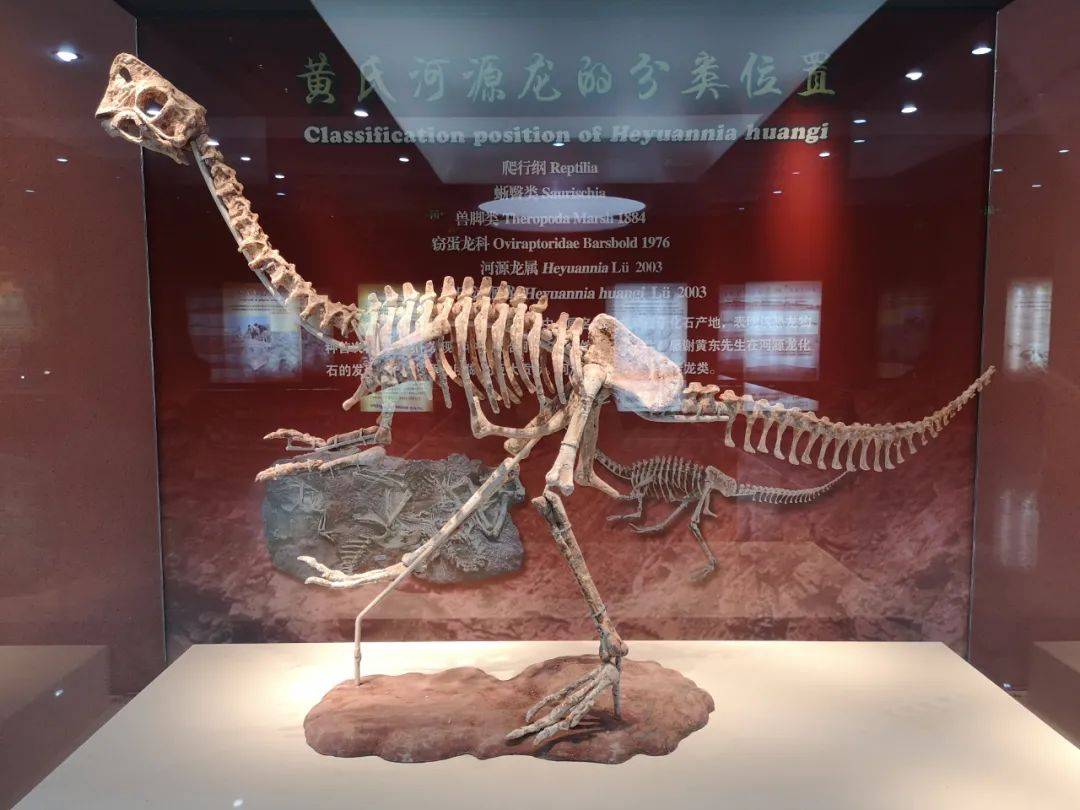河源恐龙博物馆的镇馆之宝黄氏河源龙站起来了
