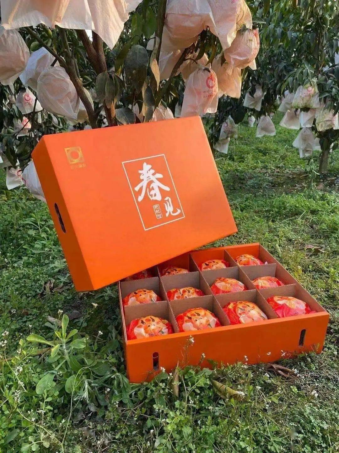 阿克苏人口2021_阿克苏苹果图片