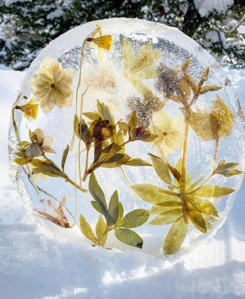 今年最流行的冻冰花,也太好看了吧!