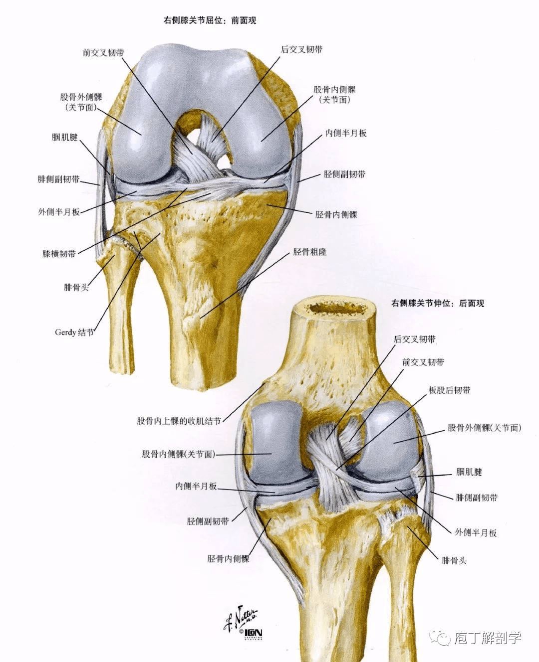 腓关节小腿骨间膜胫腓前,后韧带踝关节踝关节又称距小腿关节构成:胫骨