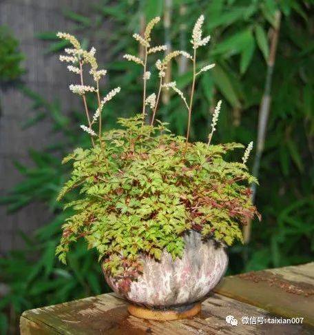 山野草盆景一盆草的优雅