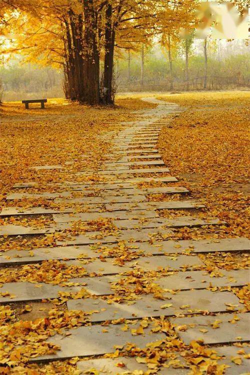 唯美的小路太迷人了